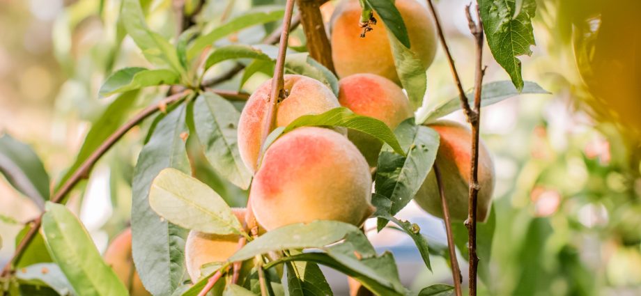 Peach tree: a photo of how it grows