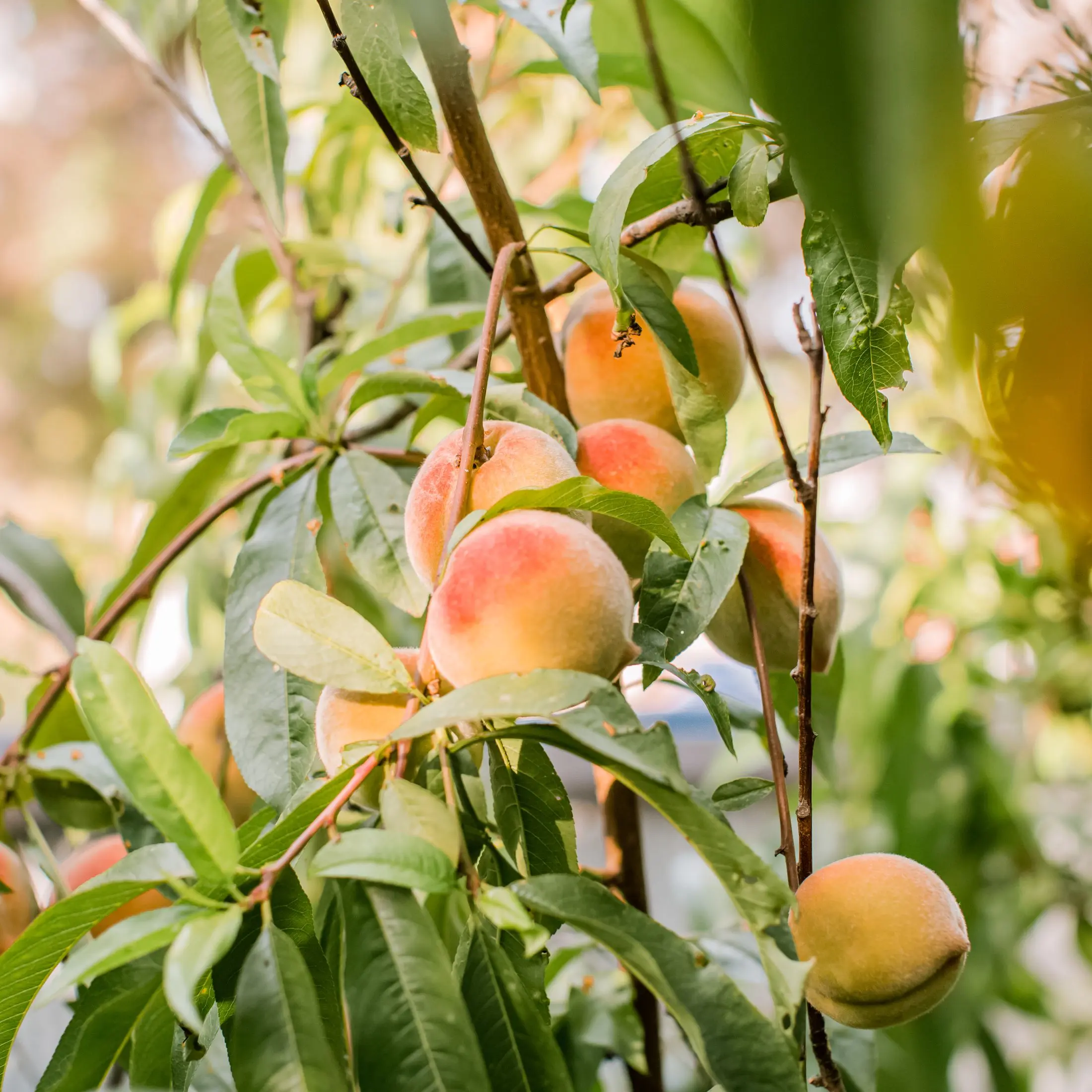 Peach tree: a photo of how it grows