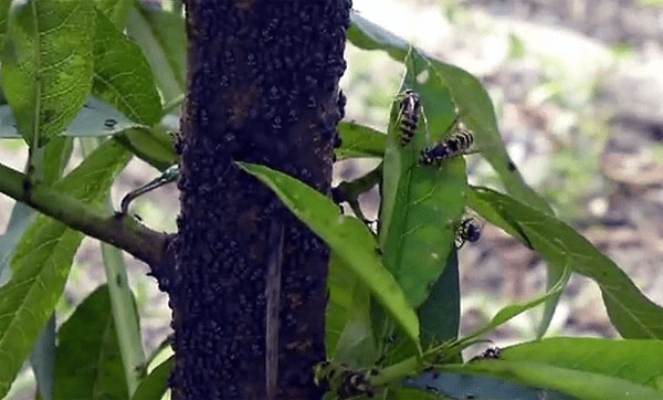 Peach tree pests