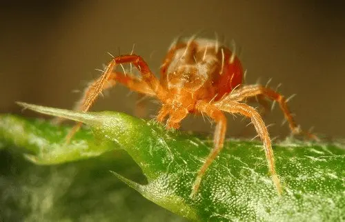 Peach tree pests