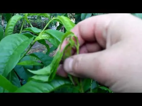 Peach tree pests