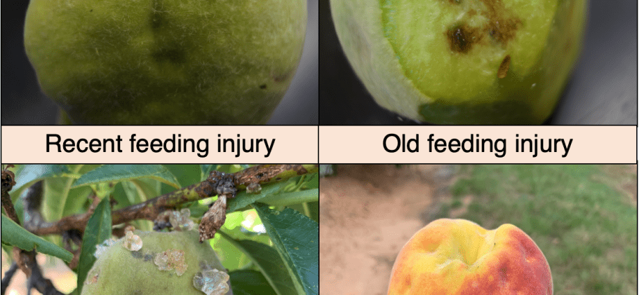 Peach tree pests