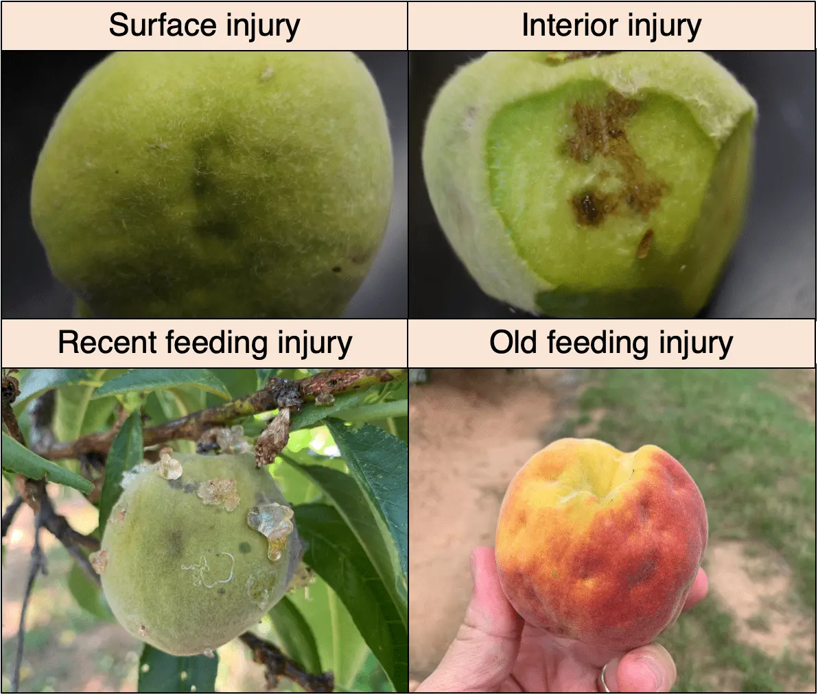 Peach tree pests