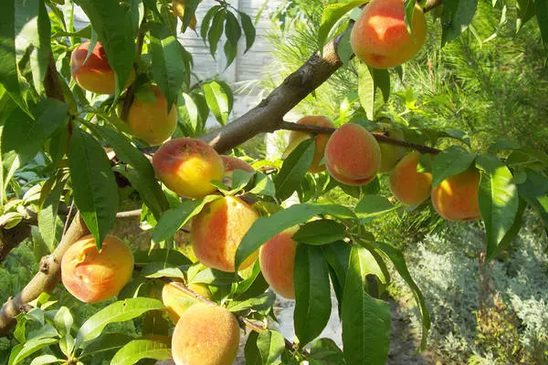 Peach variety Donetsk Yellow: characteristics, pros and cons