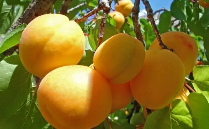 Peach variety Donetsk Yellow: characteristics, pros and cons