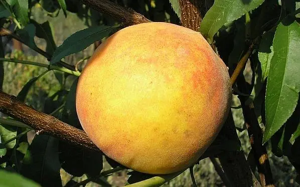 Peach variety Donetsk Yellow: characteristics, pros and cons