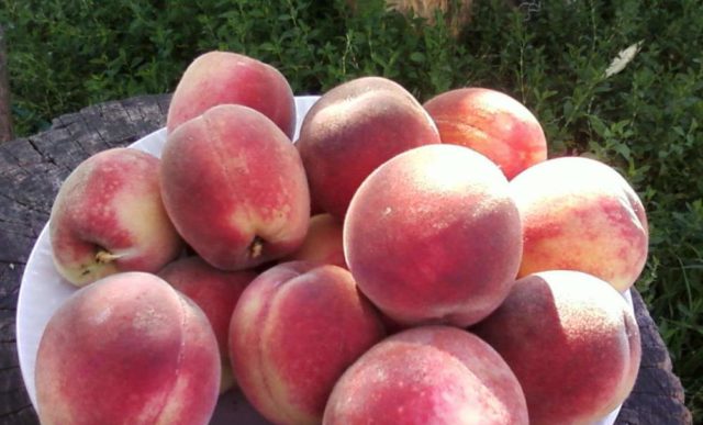 Peach variety Golden Jubilee: photo and description