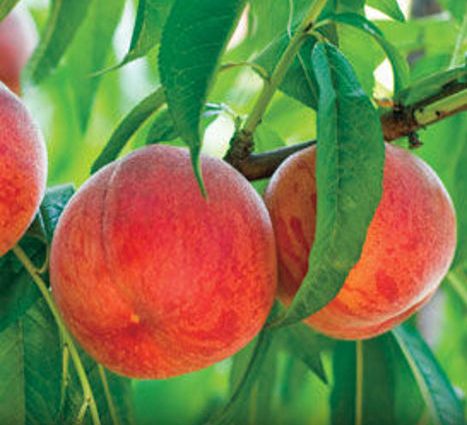 Peach variety Golden Jubilee: photo and description