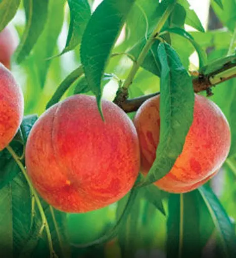 Peach variety Golden Jubilee: photo and description