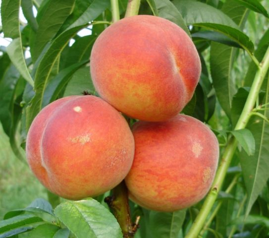 Peach Voronezh bush