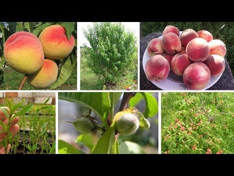 Peach Voronezh bush