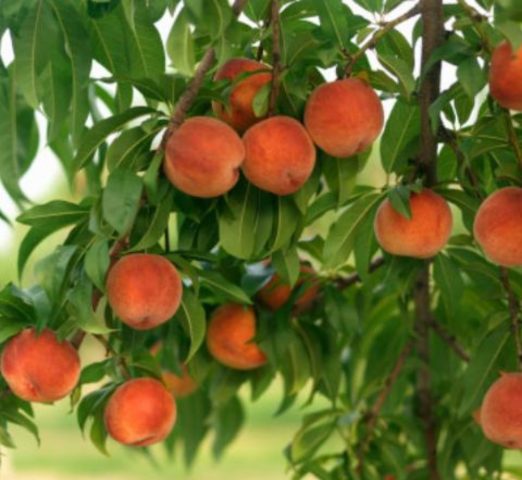 Peach Voronezh bush