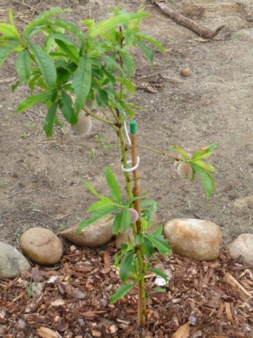 Peach Voronezh bush