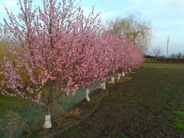 Peach Voronezh bush