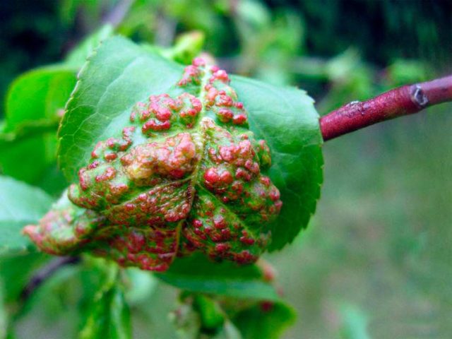 Peach Voronezh bush