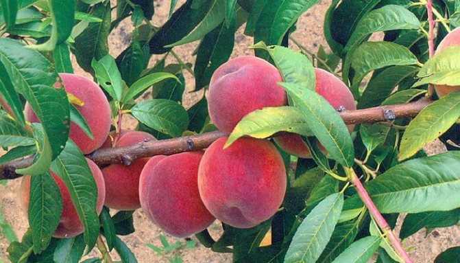 Peach Voronezh bush