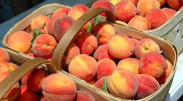 Peaches for the winter: golden recipes