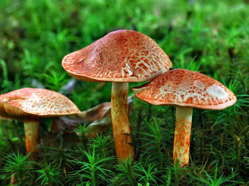Peacock cobweb (Cortinarius pavonius) photo and description