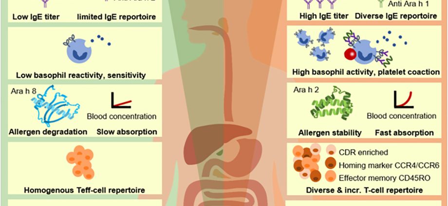 Peanut allergy gene