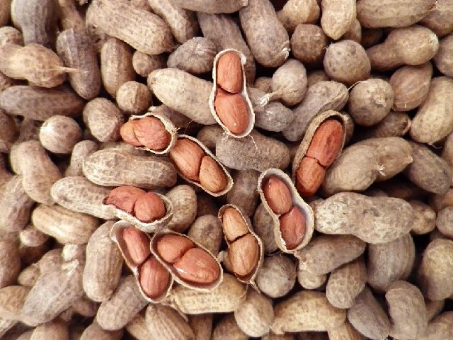 Peanuts: benefits and harms to the body