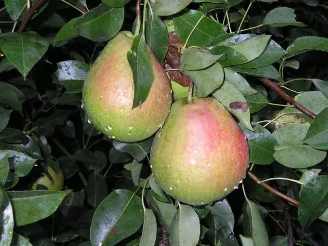 Pear Allegro: variety description, photos, reviews