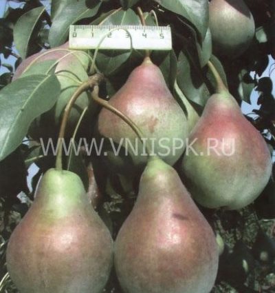 Pear Allegro: variety description, photos, reviews