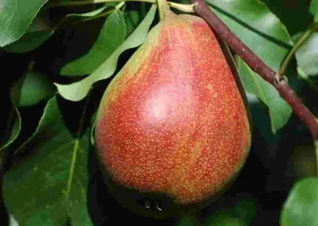 Pear Allegro: variety description, photos, reviews