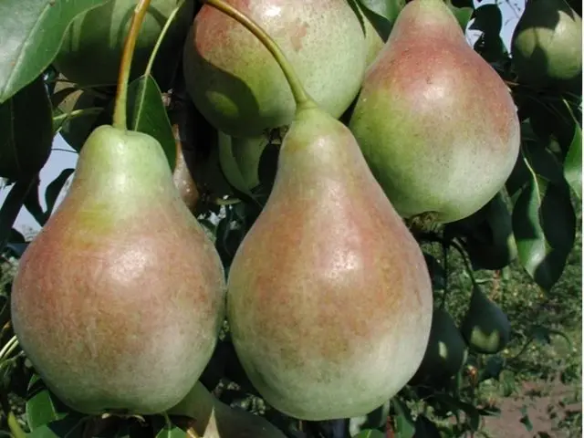 Pear Allegro: variety description, photos, reviews