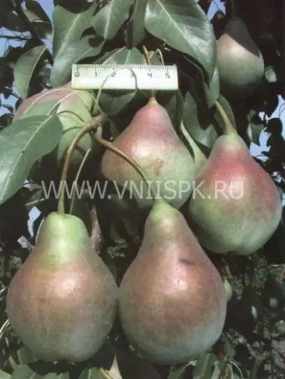 Pear Allegro: variety description, photos, reviews