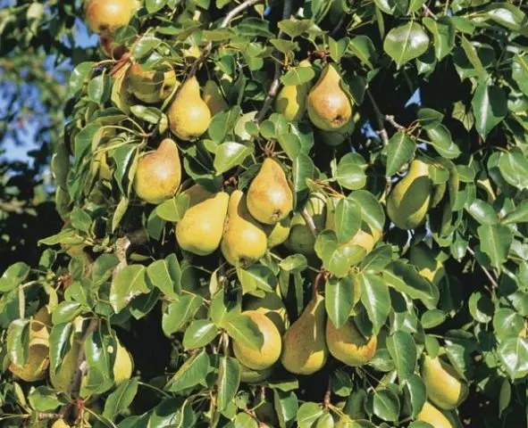 Pear Anjou: photo and description