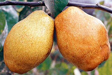 Pear Anjou: photo and description