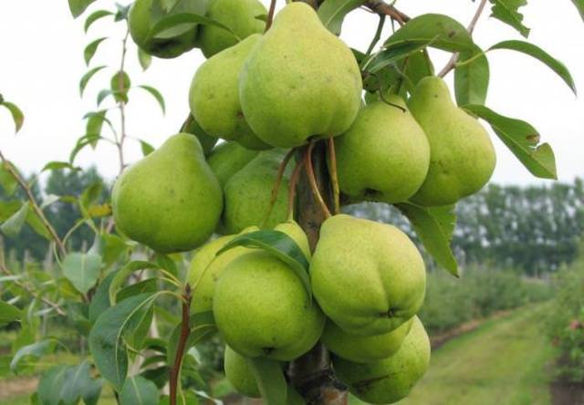 pear august dew