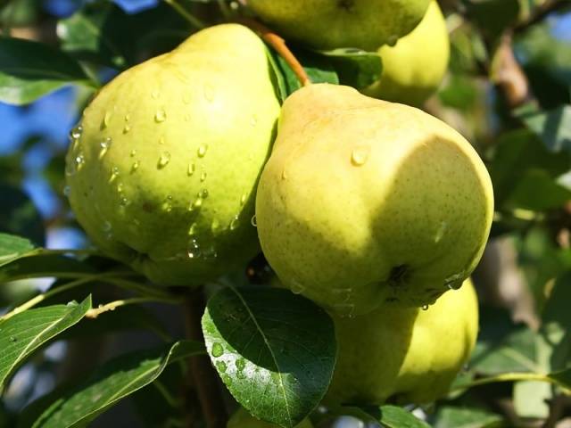 pear august dew