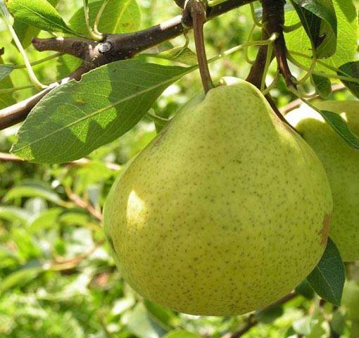 pear august dew