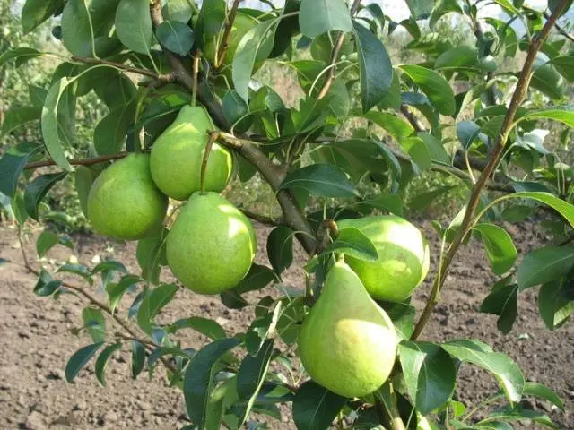 pear august dew