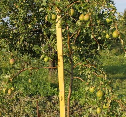 pear august dew