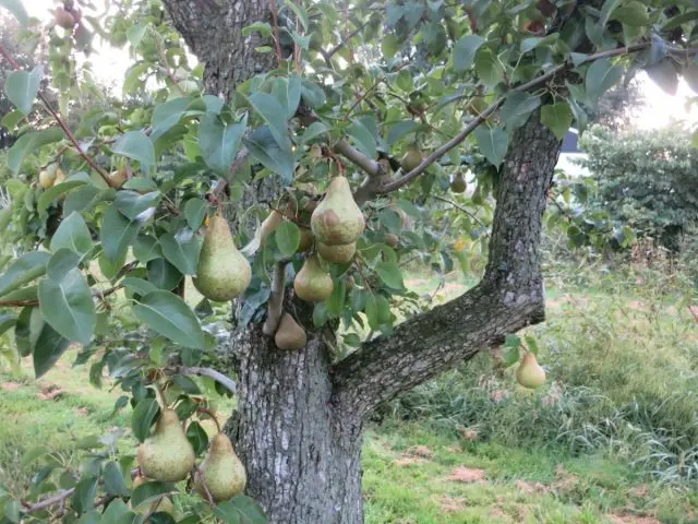 Pear bark cracked: what to do