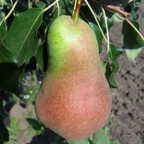 Pear  beauty: description, photo, reviews