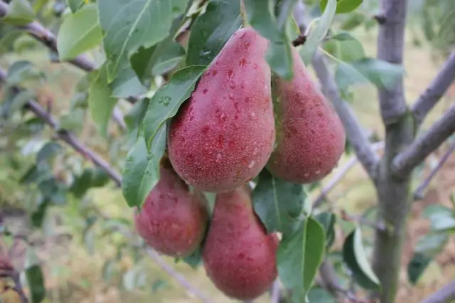 Pear Bryansk beauty: variety description, photo, reviews