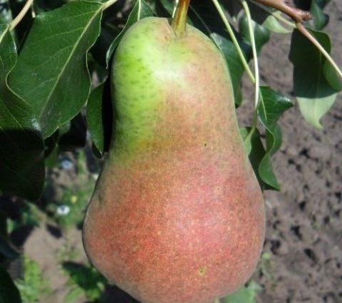 Pear Bryansk beauty: variety description, photo, reviews