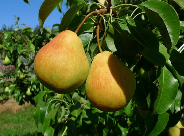 Pear Cathedral