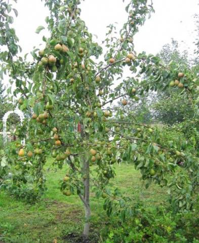 Pear Cathedral