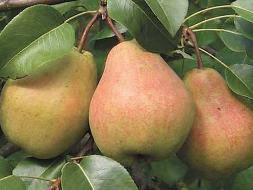 Pear Cathedral