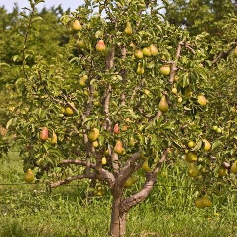 Pear Cathedral