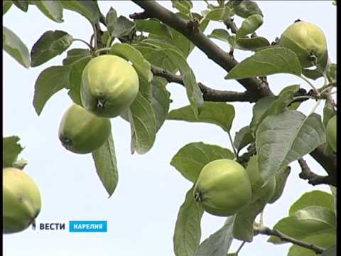 Pear Cathedral