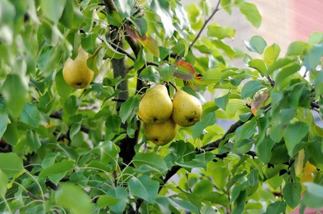 Pear Childrens: description, photo, reviews