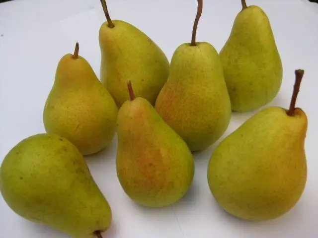 Pear Chizhovskaya: variety description, photos, reviews