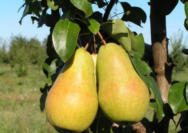 Pear Chizhovskaya: variety description, photos, reviews