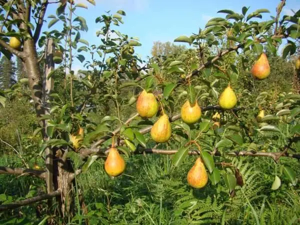 Pear Chizhovskaya: variety description, photos, reviews