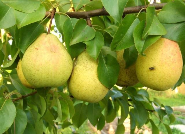 Pear Chizhovskaya: variety description, photos, reviews